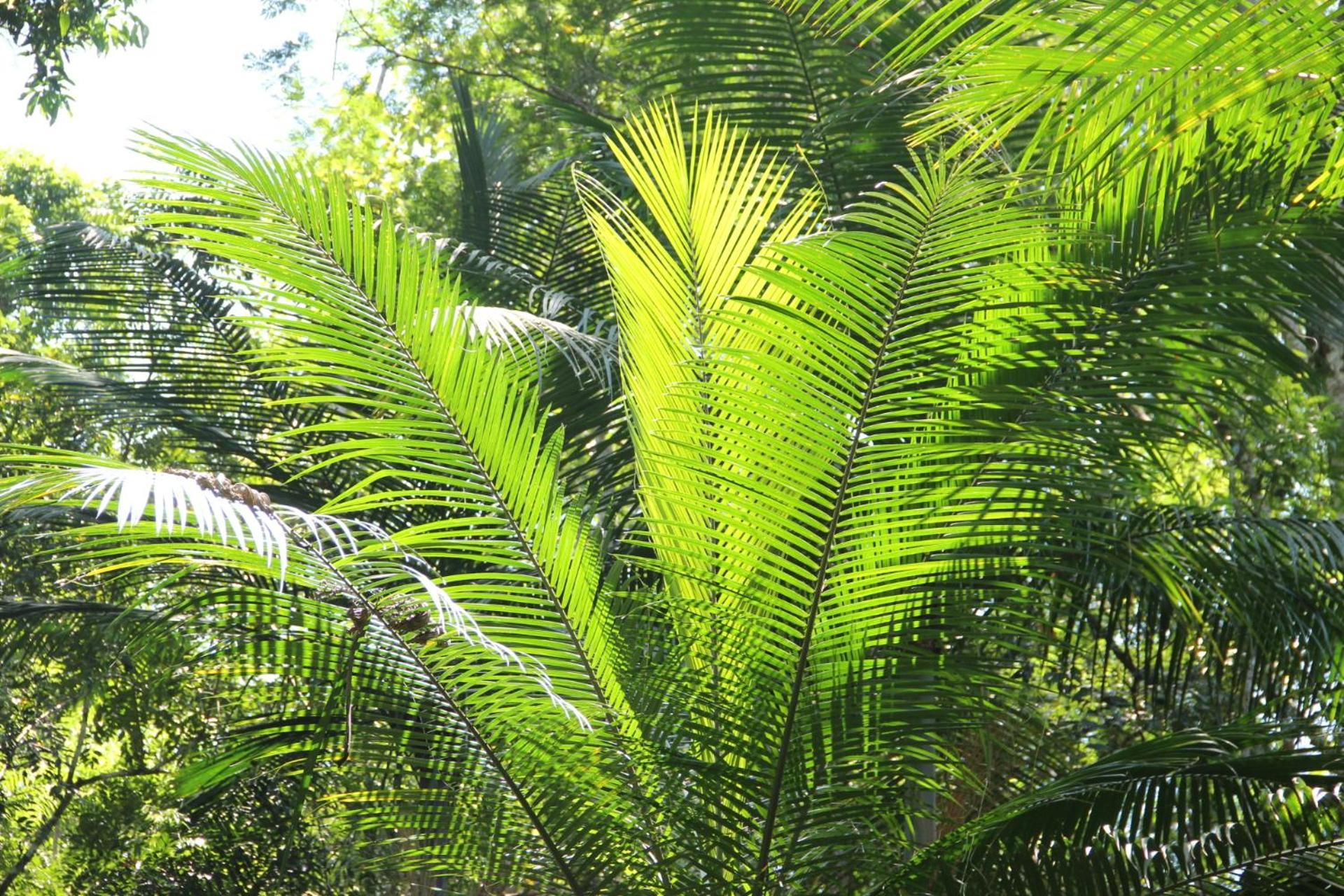 Sitio Arariba 3* Ubatuba